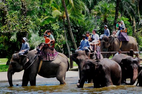 BALI ELEPHANT RIDE TOUR PACKAGE | Bali tours, Bali climbing tour, Bali cooking class