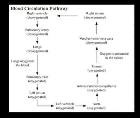 draw a flow chart of circulation of blood in the body - Brainly.in