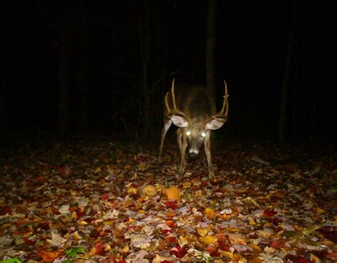 Deer Caught In Headlights