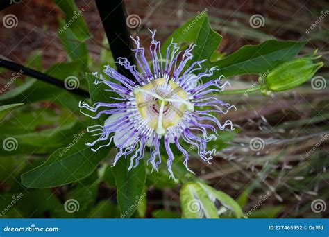 A Passion for Flowers: Maypop Passiflora Passionvine Bloom in Macro ...