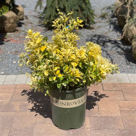 Golden Euonymus Shrub Information