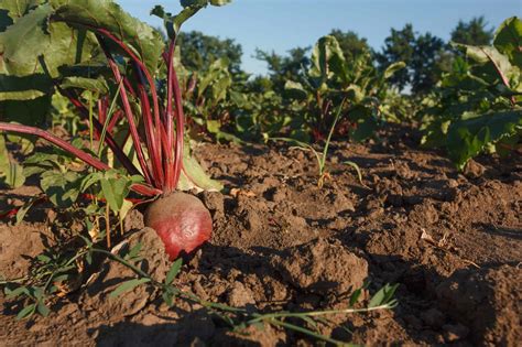 Beet Plant Companions - What Grows Well with Beets