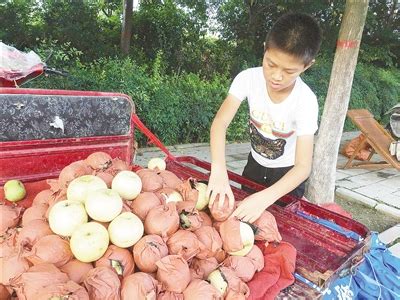 “核小、肉多、皮薄”，上海本地早熟梨新品种上市，特别甜……