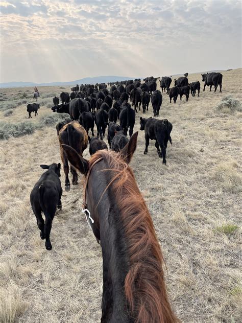 Seeking Ranch Job Western Montana