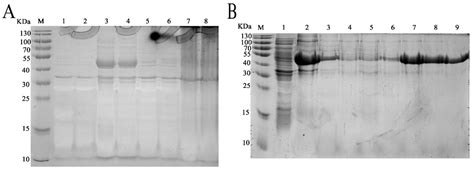 Phytobacter diazotrophicus from Intestine of Caenorhabditis elegans ...