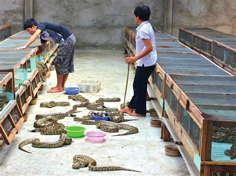 Image result for Python Breeding Colors