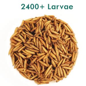Buy Heredity Dried Black Soldier Fly Larvae(2400+ Larvae) for Aquarium ...