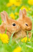 Image result for Funny Easter Bunnies