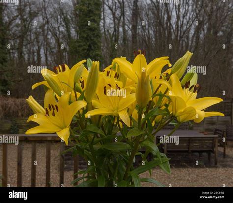 Bunch of Bright Yellow Asiatic Lilies (Lilium) Outdoor with a Woodland ...