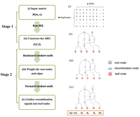 Walker Anderson Model Algorithm 的图像结果