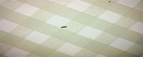 寝室环境恶劣床上有虫是什么经历 - 知乎