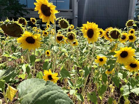 Sunflower garden at Salem Public Library 🌻🐝 : r/SALEM