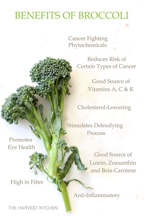 Benefits of Broccoli | Broccoli benefits, Broccoli, Coconut health benefits