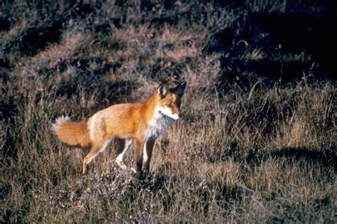 Free picture: red fox, predator, mammal