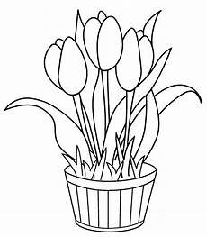 Tulip Coloring Pages by Free Printable Tulip Coloring Pages For Tulip Coloring Pages
