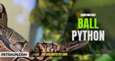 Image result for Ball Python Weights