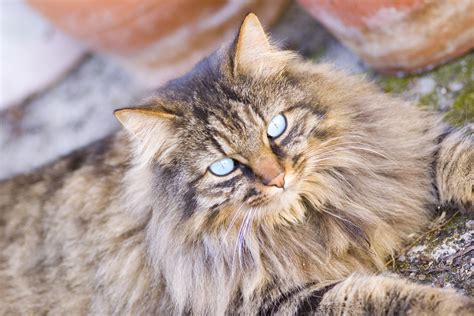 Gorgeous brown long haired tabby