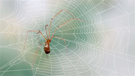 How Do You Say Daddy Long Legs In Spanish at Madison Calder blog