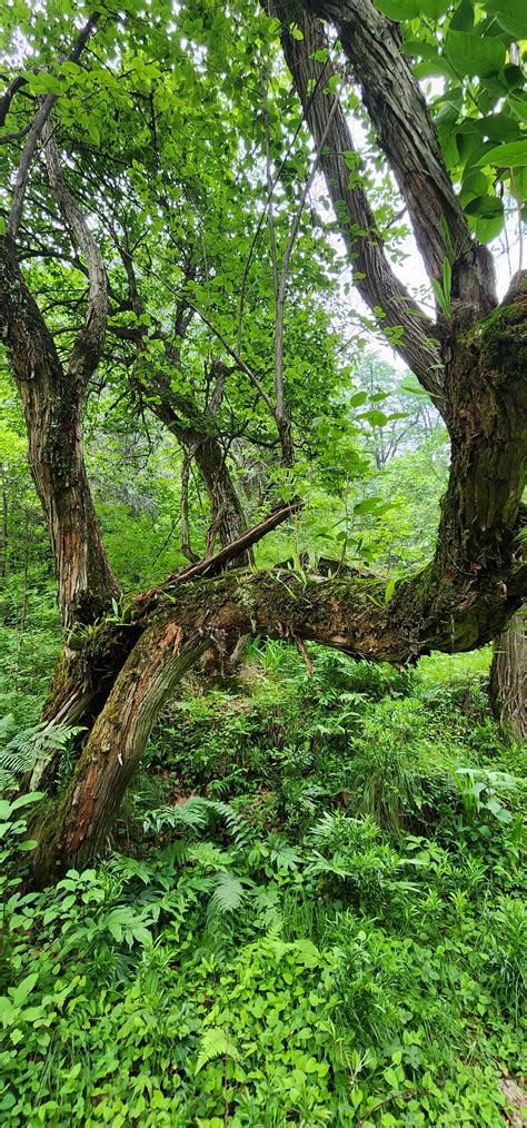 Forest Bathing - Things to Do in Jibhi Valley
