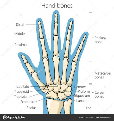 Diagrama De Huesos De La Mano Lista 102+ Foto Dibujo De Huesos En La