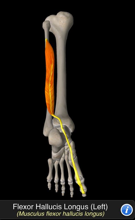 Extensor digitorum longus muscle with foot skeletal system outline diagram – Artofit