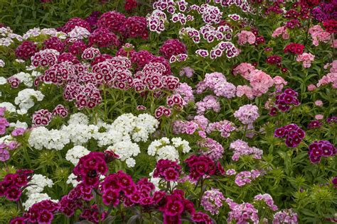 Perennial Dianthus: Plant Care & Growing Guide