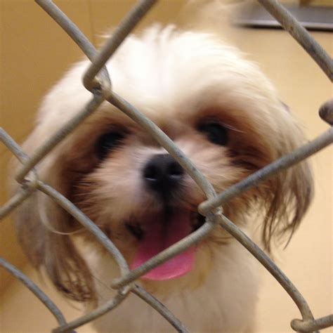 St. Charles Parish News - This week’s Humane Society showcase adoption ...