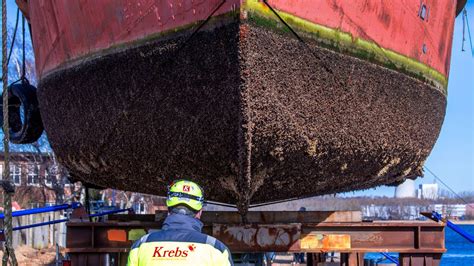 Global requirements underway to reduce algae and seaweed on ships