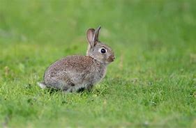 Image result for Cottontail Rabbit Facts