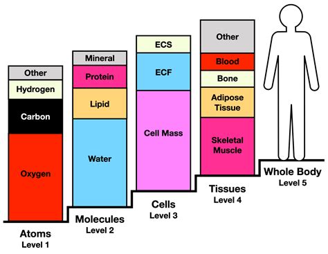 Five-level model of the human body - Ruben Meerman