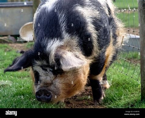 A black and pink kune kune pig eating grass Stock Photo - Alamy