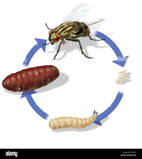 Life Cycle of House Fly, Illustration Stock Photo - Alamy