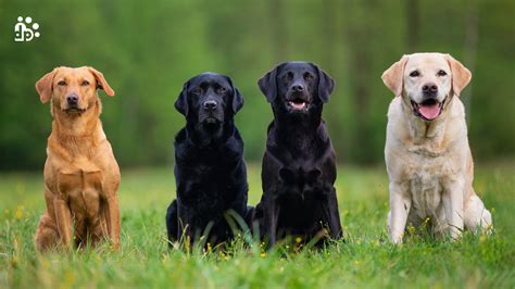 American Vs English Chocolate Lab