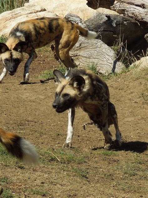 Are Three Legged Dogs Happy