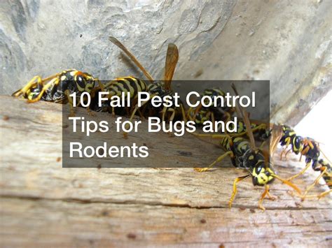 Image result for Bug Pest Control Tips