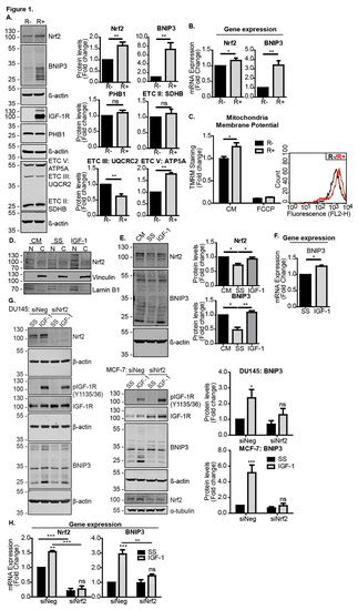 IGF-1 Signalling Regulates Mitochondria Dynamics and Turnover through a ...