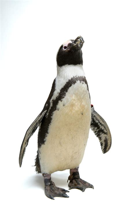 Penguins Endangered