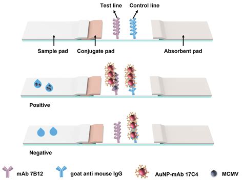 Visual and Super-Sensitive Detection of Maize Chlorotic Mottle Virus by ...