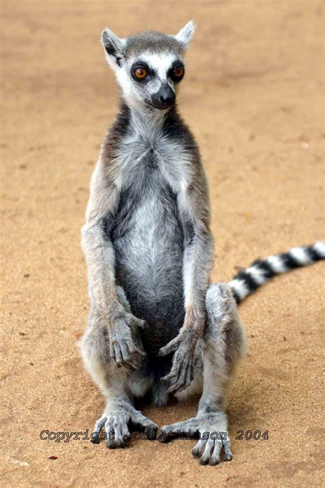 The Lemurs of Madagascar
