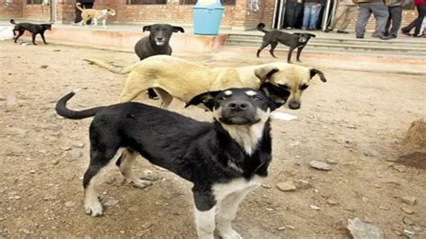Ghaziabad News: कुत्ते को गोद में लेकर अस्पताल के OPD में पहुंचा युवक ...