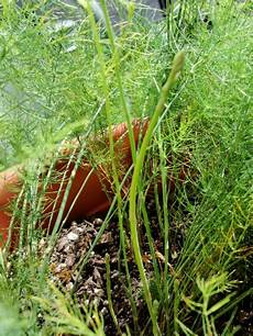 Asparagus Container Gardening by Growing Asparagus In Containers Asparagus Container Gardening