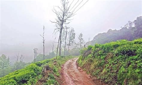 Editorial: Safeguarding wetlands