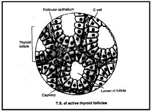 Thyroid, Parathyroid and Thymus Gland - Biology for JAMB PDF Download