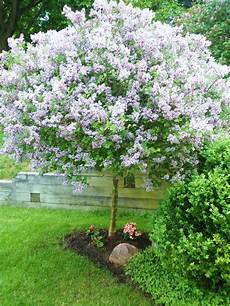 lilac tree 17 best images about flowering trees zone 7 on lilac tree 17 best images about flowering trees zone 7 on