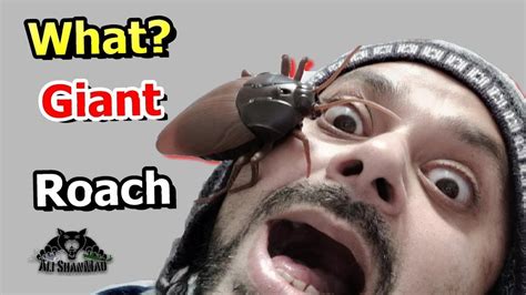 Image result for Scary Cockroach Pranks