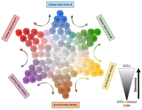 Emerging Role of Glioma Stem Cells in Mechanisms of Therapy Resistance