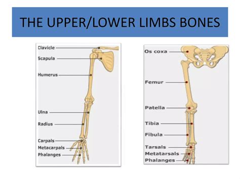 Anatomy of musculoskeletal system | PPTX
