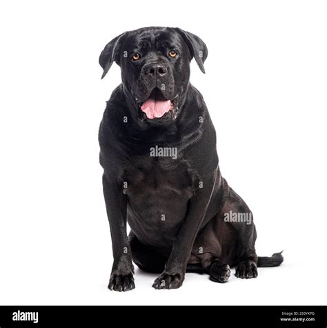 Large black cane corso dog sitting and panting, isolated on a white ...