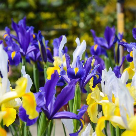Dutch Iris Blue and Yellow Mix | Iris Hollandica Bulbs – Easy To Grow Bulbs