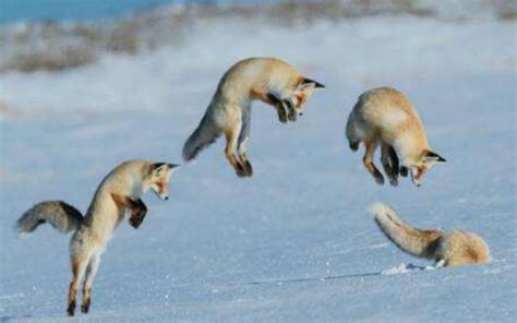 狐狸腾空跳起一头扎进雪地，只漏出下半身，最后才明白它在干啥_哔哩哔哩 (゜-゜)つロ 干杯~-bilibili